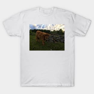Scottish Highland Cattle Calf 1776 T-Shirt
